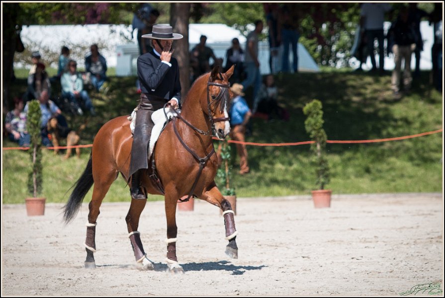 Pferd International 062